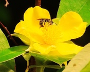 2nd May 2025 - A Tiny Little Bee ~
