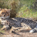A cool little cub by ludwigsdiana