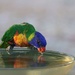 Lapping it up by leggzy