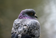 2nd May 2025 - Fat Pigeon