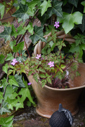 29th Apr 2025 - Geranium robertianum
