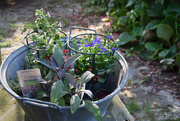 30th Apr 2025 - back from the garden center