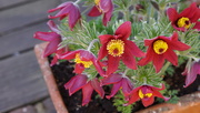 2nd May 2025 - pulsatilla in a terracotta pot