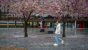 2nd May 2025 - Fading blossoms