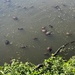 Flock of Turtles