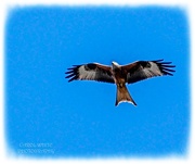 2nd May 2025 - Red Kite