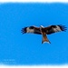 Red Kite
