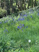 1st May 2025 - Bluebells 