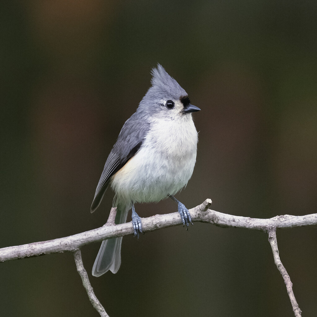 Tufted Titmouse by lsquared