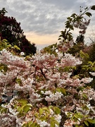 2nd May 2025 - Evening colours 