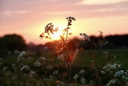 2nd May 2025 - Cow Parsley 