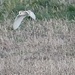 Barn Owl