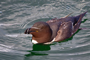 2nd May 2025 - Razorbill
