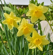 2nd May 2025 - Done Blooming!