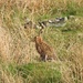 Hare's Head Walk