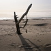 Dead Tree Yoga by joysabin