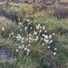 Cotton Grass