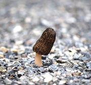 2nd May 2025 - Solitary Morchella Conica