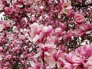 2nd May 2025 - Magnolia Magic