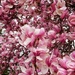 Magnolia Magic by ljmanning