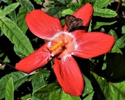 3rd May 2025 - A Pretty Flower & A Tiny Moth ~