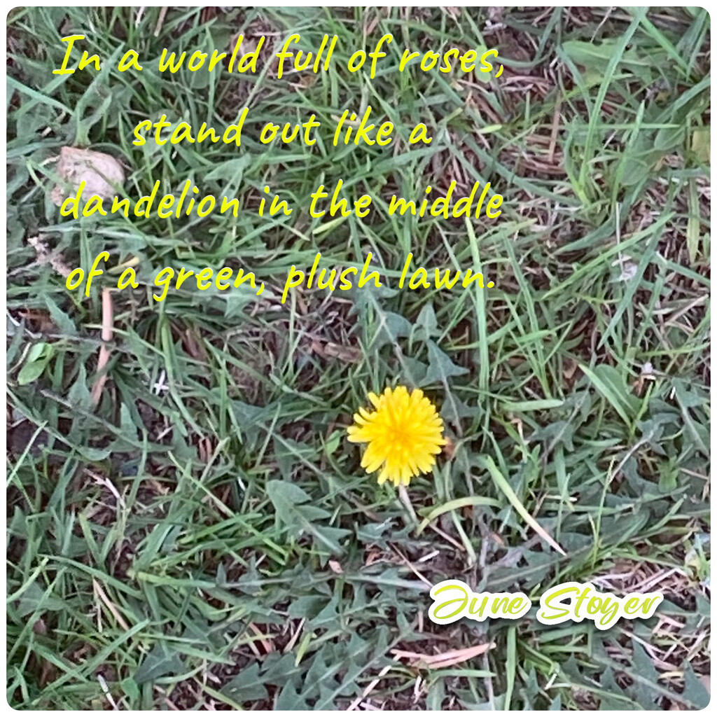 Stand Out Like a Dandelion... by spanishliz