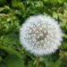 Make A Wish