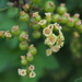 The humblest of flowers