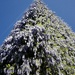 Wisteria cascade 