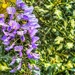 H&H in Nature (3) by rensala