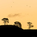 Trees on Hilltop  by nickspicsnz