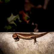 3rd May 2025 - Baby Skink