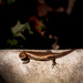 Baby Skink