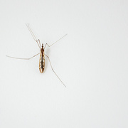 2nd May 2025 - Flying Bug