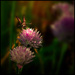 Symbiosis by 365projectorgchristine