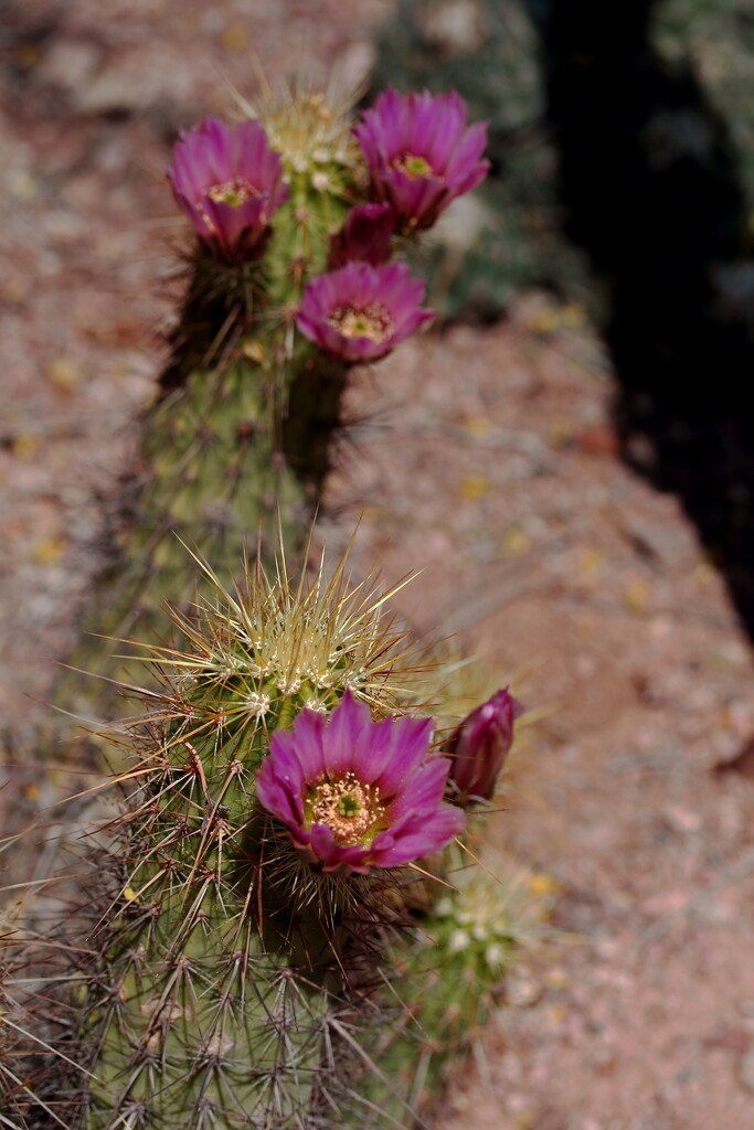 cactus season by blueberry1222