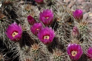 4th May 2025 - desert spring