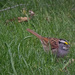 White Throated Sparrow