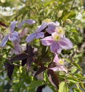 3rd May 2025 - Clematis 
