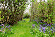 3rd May 2025 - Bluebells