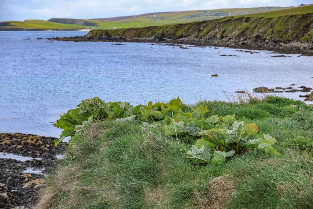 Clifftop Rhubarb by lifeat60degrees