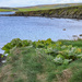 Clifftop Rhubarb