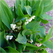 3rd May 2025 - lily of the valley