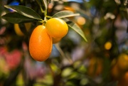 3rd May 2025 - Citrus