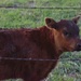 Curious  Calf