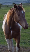 3rd May 2025 - Horse #1