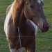Horse #1 by bjywamer