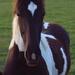 Horse #2 by bjywamer