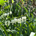 Bleeding hearts  by bigmxx