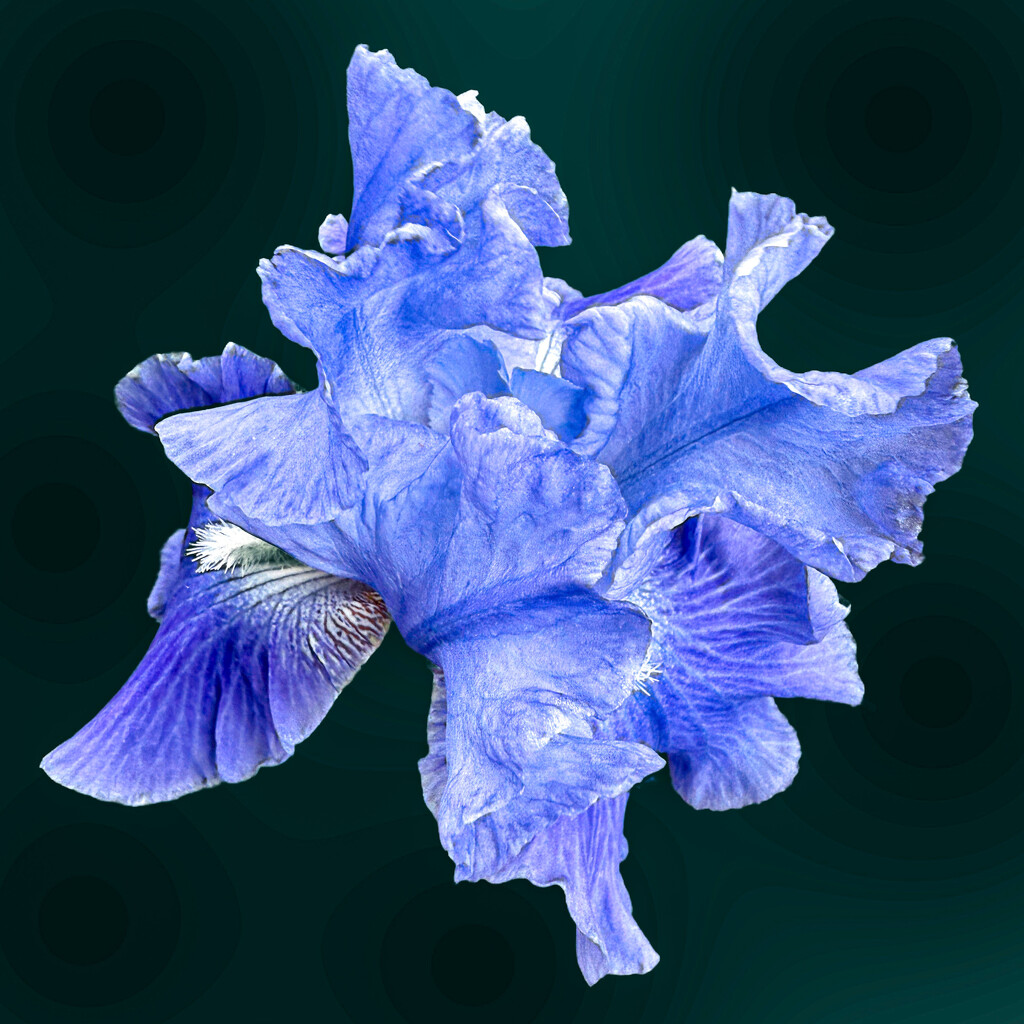 Bearded Iris on black by shutterbug49